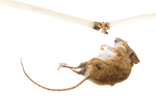 Mouse killed by chewing on a power cable, selective focus on cable
